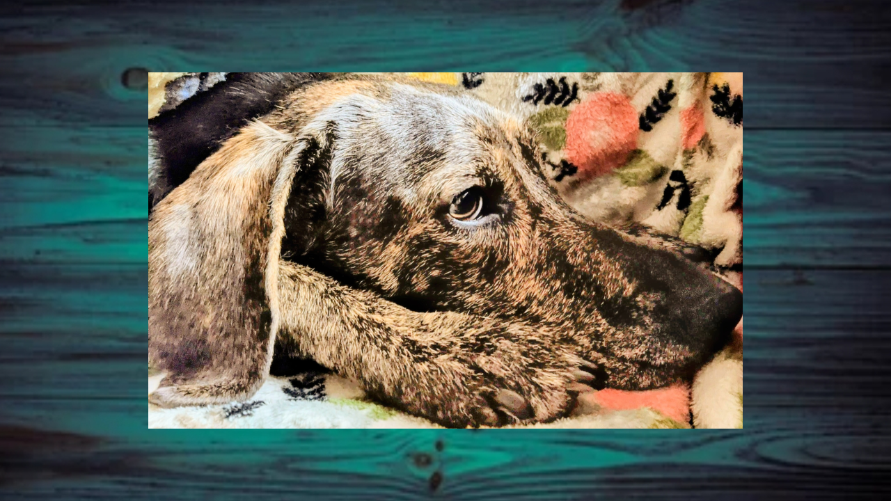 Close up of Bailee the dog's face with a wooden background